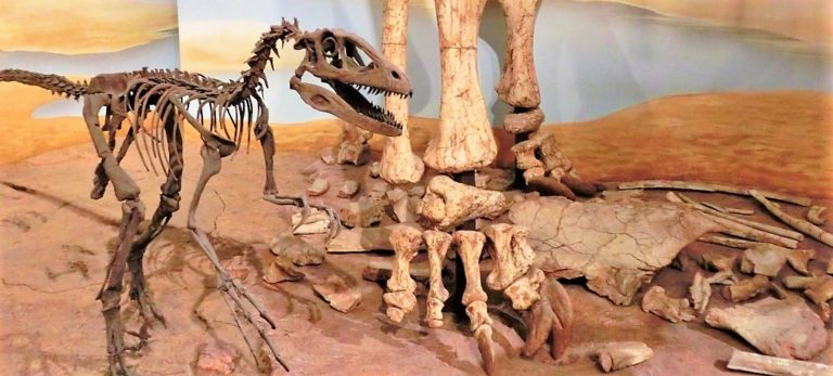 Dinosaurier im Naturhistorischen Museum Braunschweig