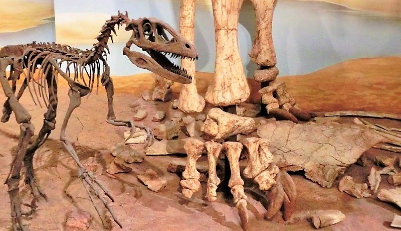 Dinosaurier im Naturhistorischen Museum Braunschweig