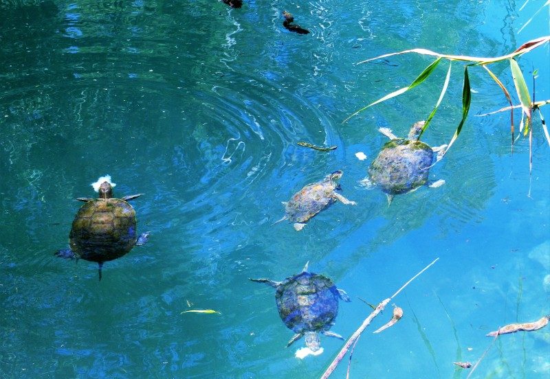Kaiafa Fluss mit Schildkröten am Heilbad