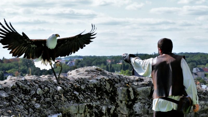 Weißkopfadler bei den Geants du Ciel