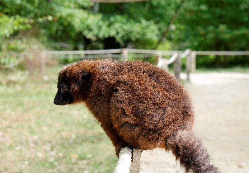 Ein Rotbauchmaki im La Vallée des Singes der Affenpark in Frankreich