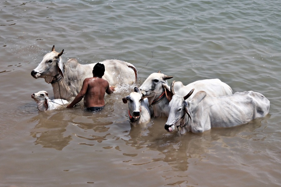 Wasserbüffel mit Kalb in Phonm Penh
