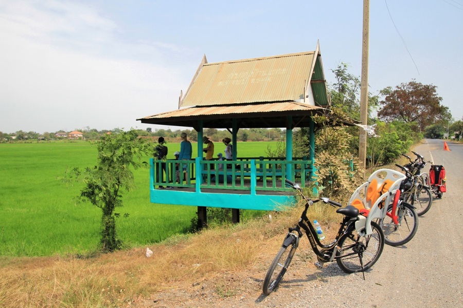 Ausblick auf Reisfeld bei Fahrradtour Thailand