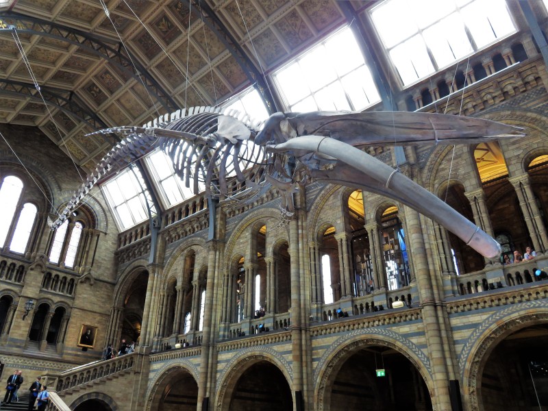 Natural History Museum