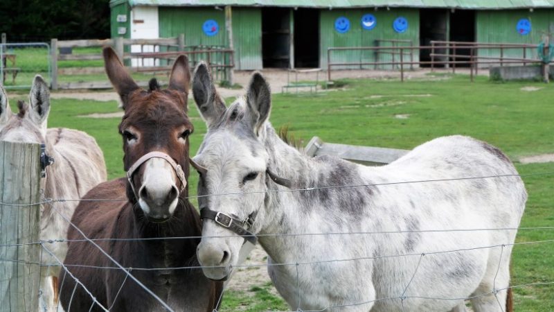 Farmyard Holiday Park Geraldine _titel1 Farmyard Holiday Park Geraldine Esel