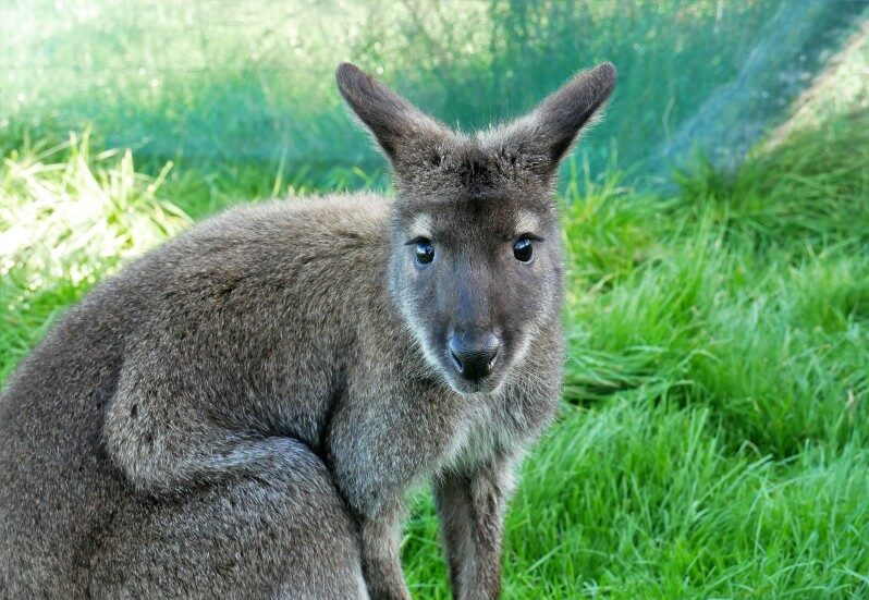 Wallabys streicheln Tame Wallabies EnkleDooVery Korna Waimate Wallaby Park