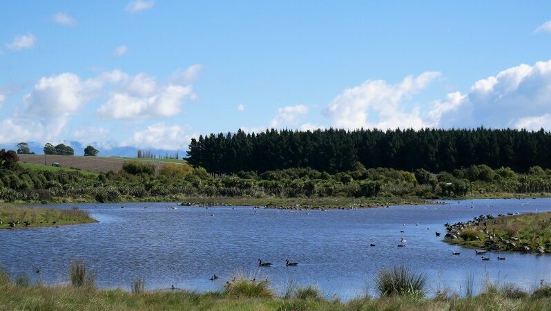 Timaru Otipua Wetlands Walk