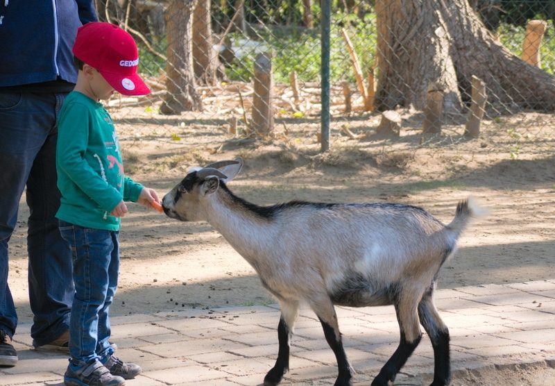 Tierpark Essehof Lehre Ziege