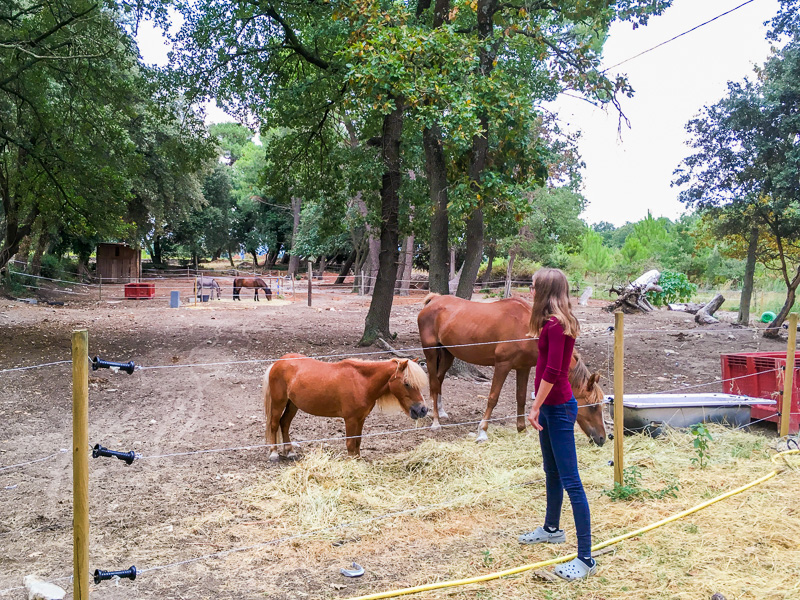 Streichelzoo auf dem Campingplatz