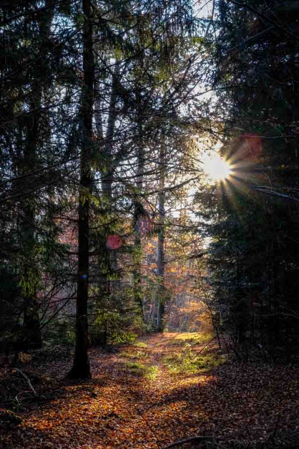 wackelwald Bad Buchau