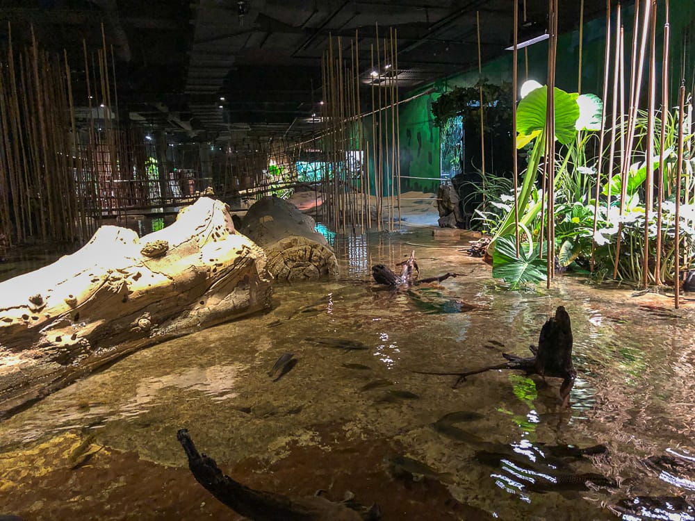 Faszinierender Regenwald in Kamerun im Klimahaus Bremerhaven