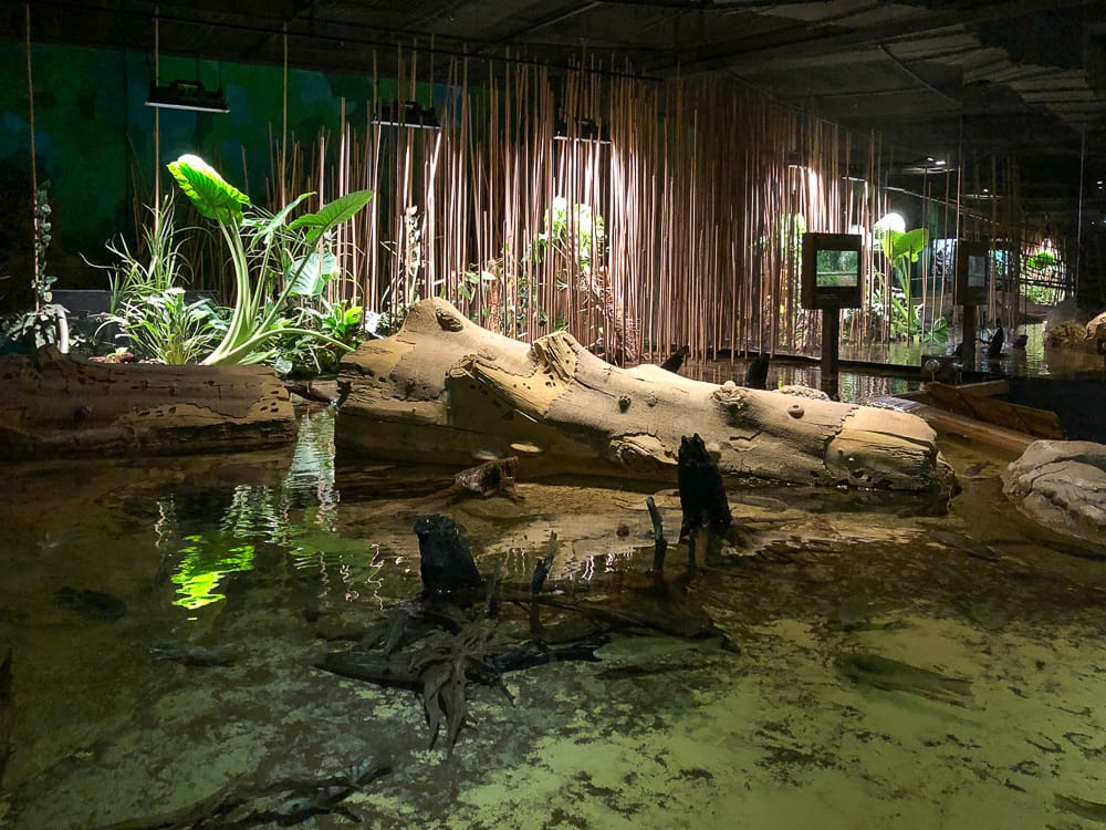 Klimazone in Kamerun im Klimahaus Bremerhaven 8 Grad Ost