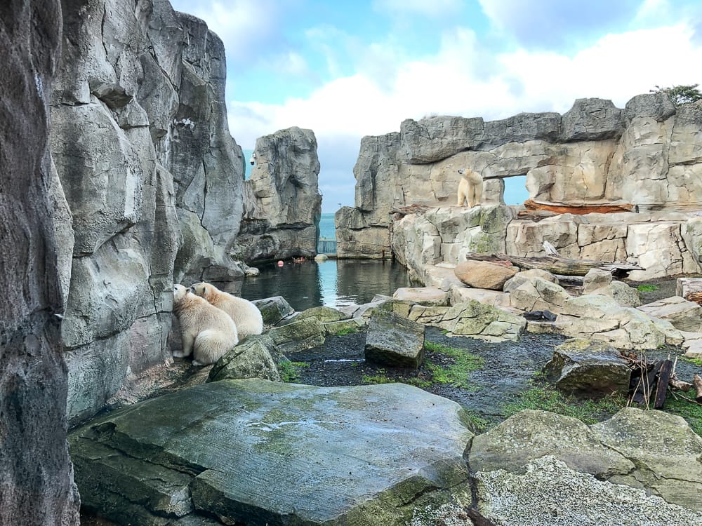 Eisbären im Zoo Bremerhaven mit Kind