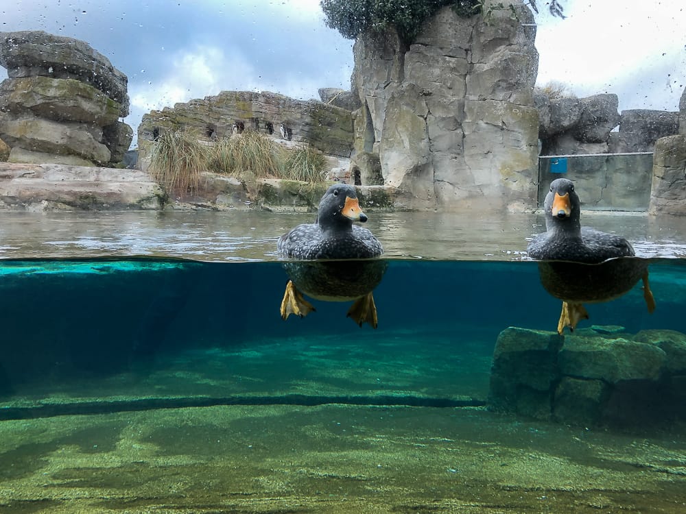 Enten im Zoo Bremerhaven