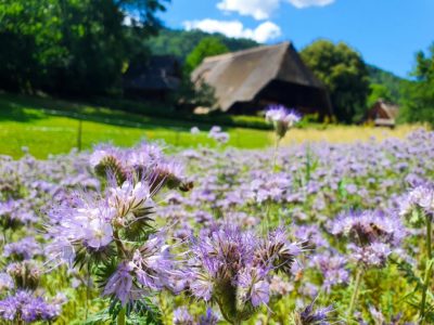 Reiseziel Süddeutschland Schwarzwald Freilichtmuseum Vogtsbauernhof