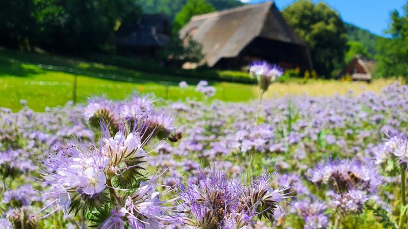 Reiseziel Süddeutschland Schwarzwald Reiseziel Süddeutschland Schwarzwald Freilichtmuseum Vogtsbauernhof