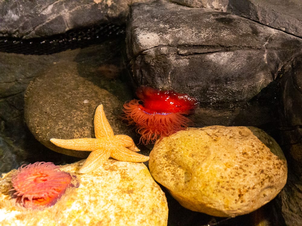 Ein Seestern im Sea Life Königswinter