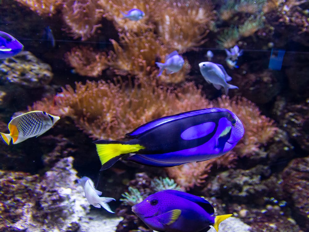 Bunte Fische im Sea Life Königswinter