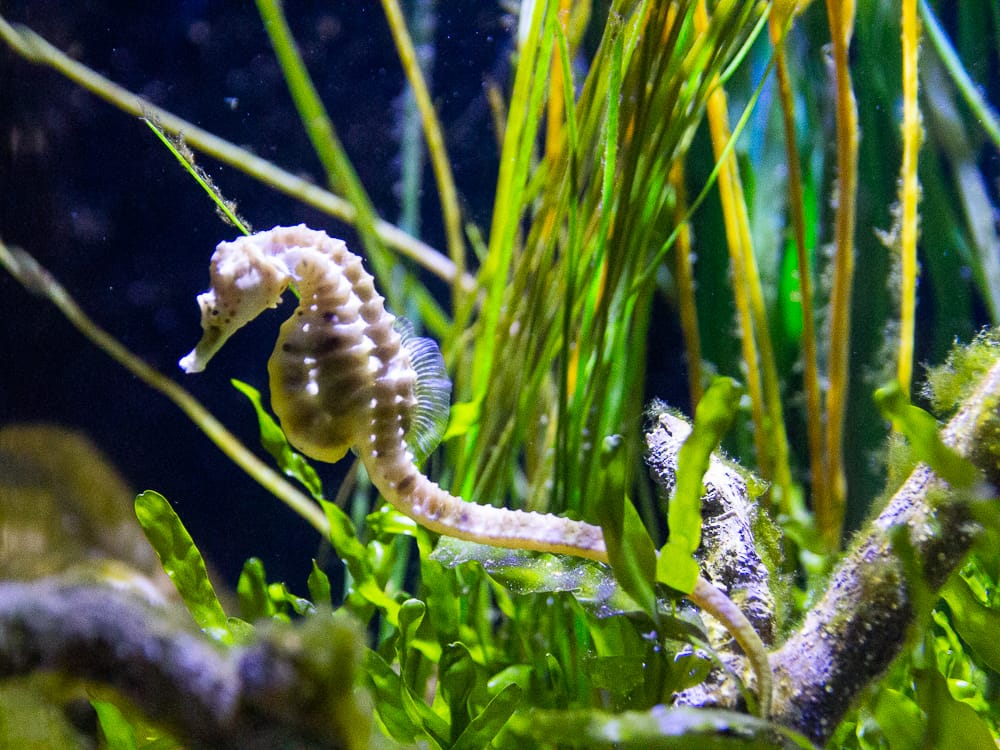 Ein Seepferdchen im Sea Life Königswinter