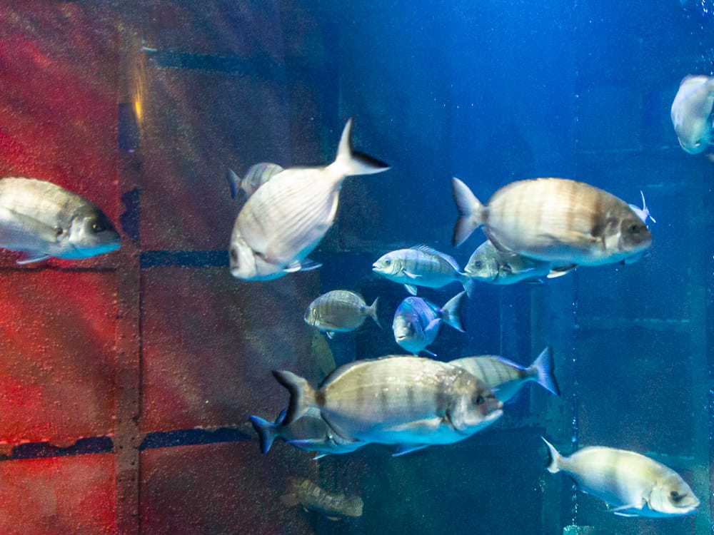 Ein Aquarium im Sea Life Königswinter