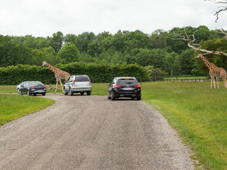 Mit dem Auto im Knuthenborg Safaripark Dänemark