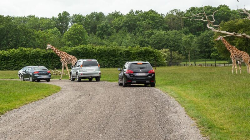 Mit dem Auto im Knuthenborg Safaripark Dänemark