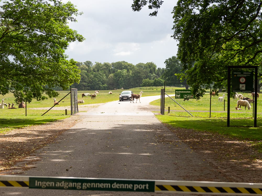 Besuch im Knuthenborg Safaripark Dänemark