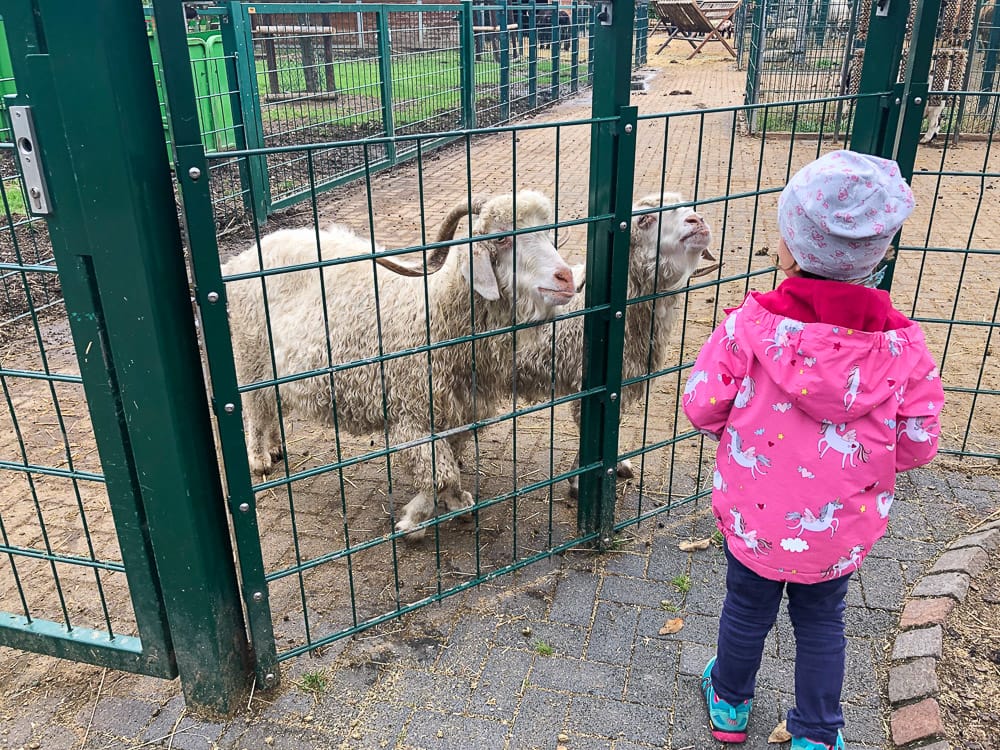 Schafe auf dem Gertrudenhof