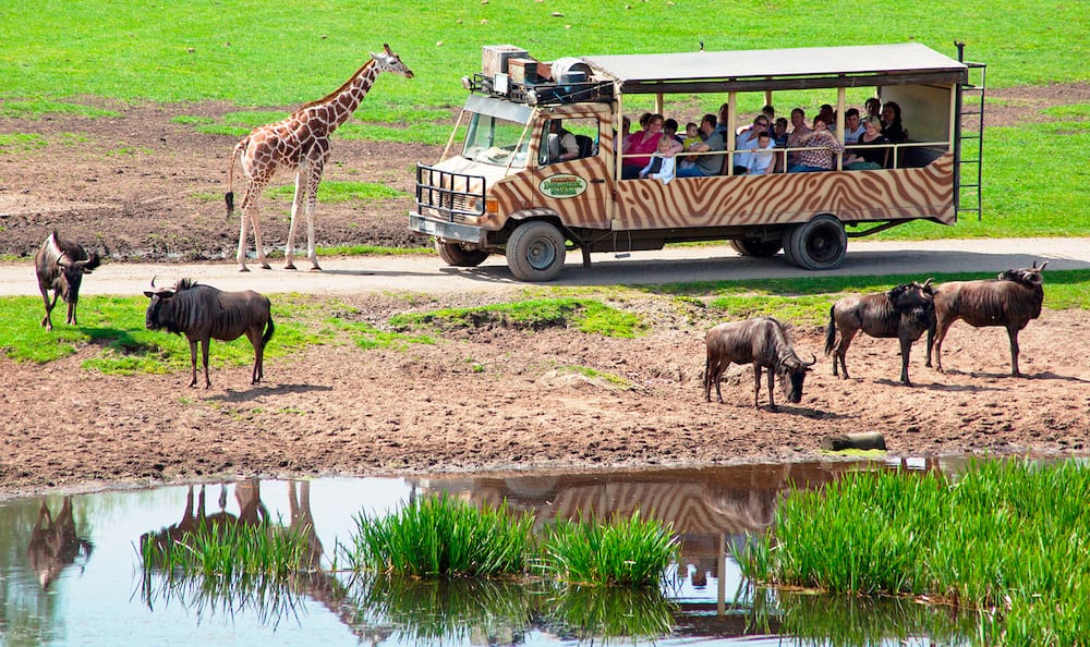 Safari im © Serengeti-Park Hodenhagen einem der Freizeitparks Niedersachsen