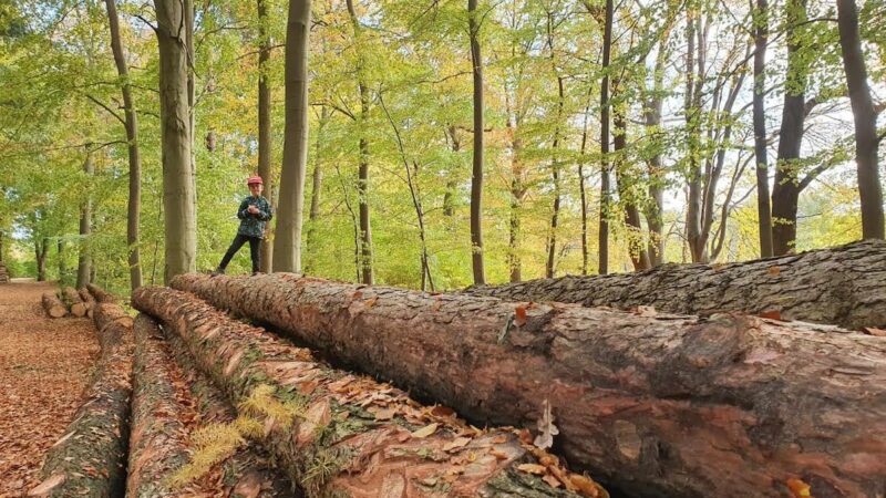 Bayerischer Wald mit Kindern