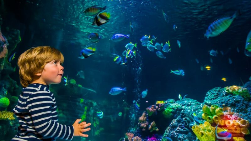 Ein Kind an einem der SEA LIFE Standorte Deutschland (c) SEA LIFE