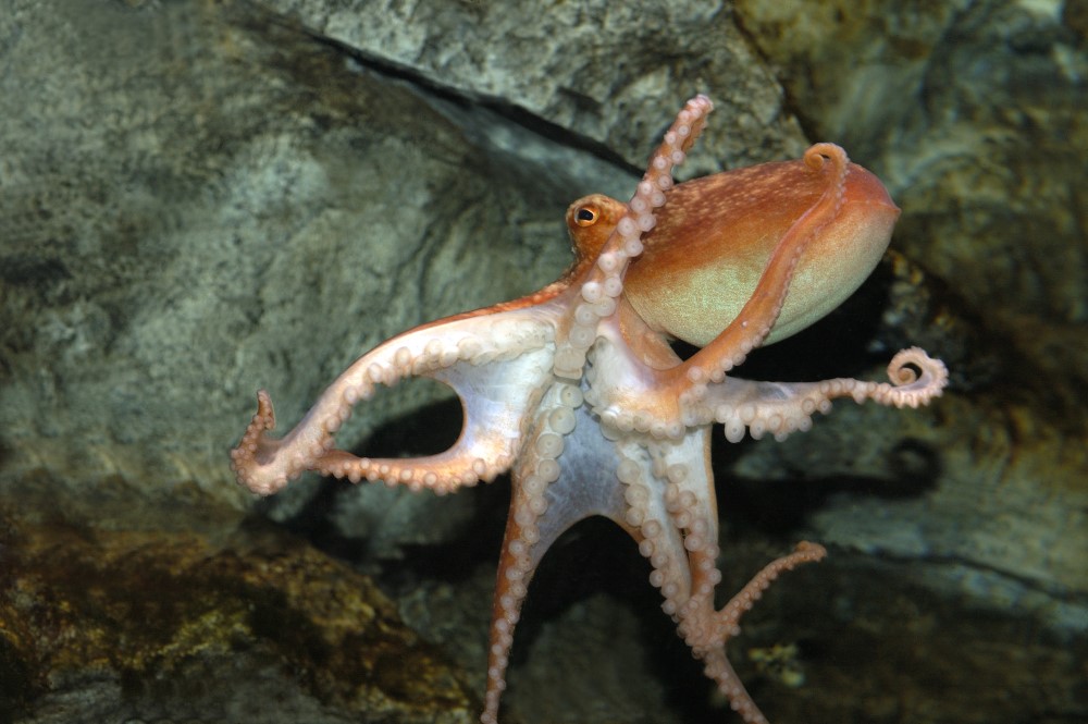 Berlin mit Kindern Sea Life Octopus