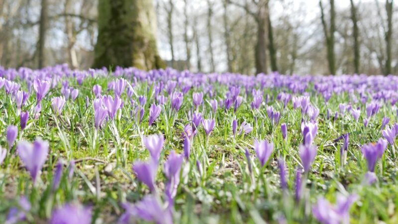 Osterurlaub 2022 Krokusse im Osterurlaub 2022