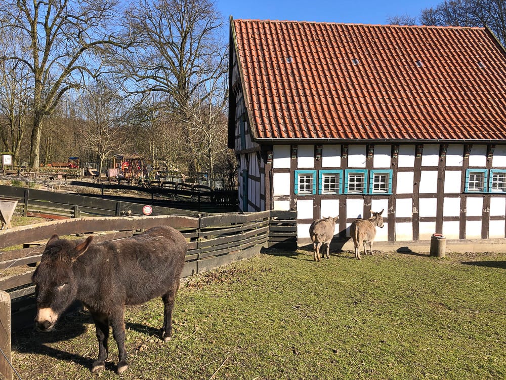 Esel im Heimat-Tierpark Olderdissen