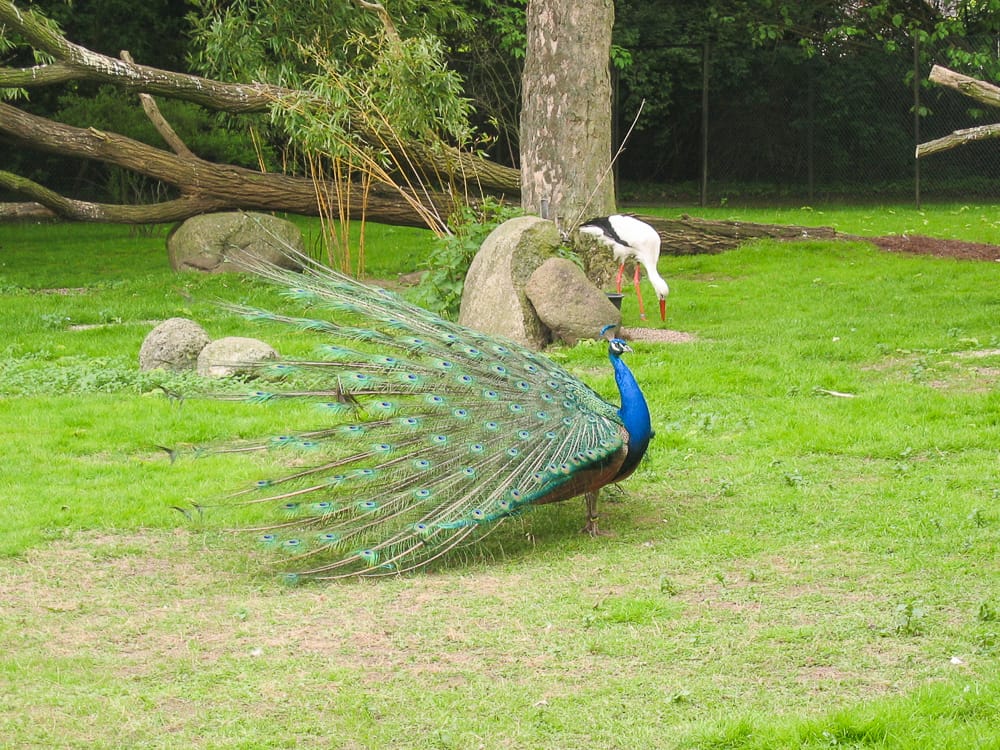 Hagenbecks Tierpark in Hamburg mit Kindern