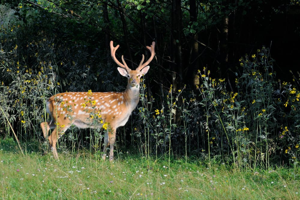 Freizeitpark Sachsen mit Sikahirschen