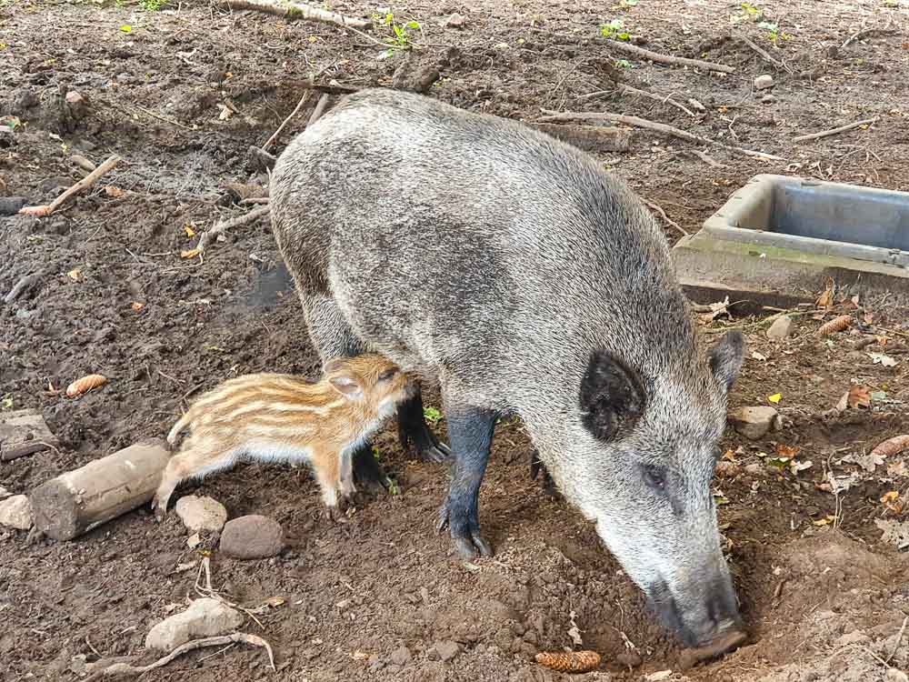 Eekholt Wildpark Schleswig-Holstein mit Kindern Ausflüge