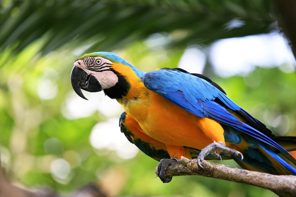 Ein Papagei während einer Vogelshow