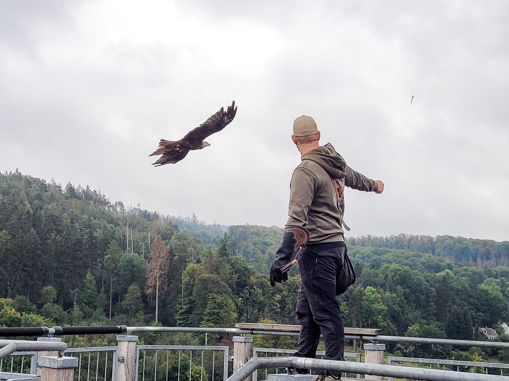 Flugshow in der Adlerwarte Berlebeck im Teutoburger Wald