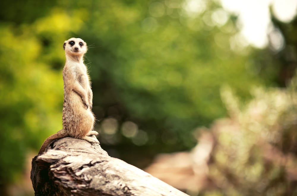 Besuch im Zoo und Tierpark in Hessen mit Kindern