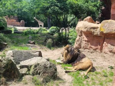 Tiere im Zoo Hannover