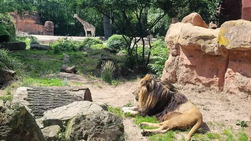 Tiere im Zoo Hannover