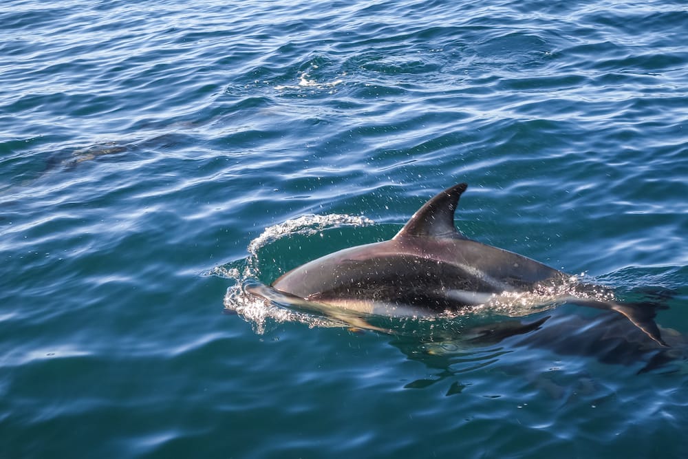 Delfine in Kaikoura Neuseeland