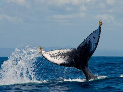 Whale watching Kaikoura