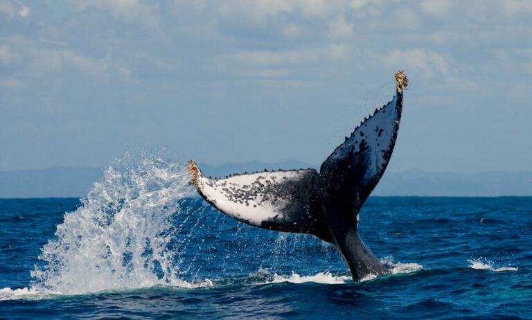 Whale watching Kaikoura