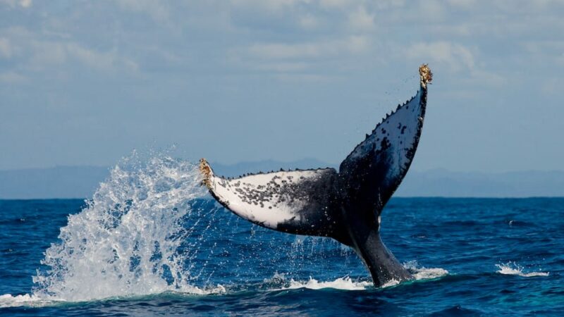 Whale watching Kaikoura