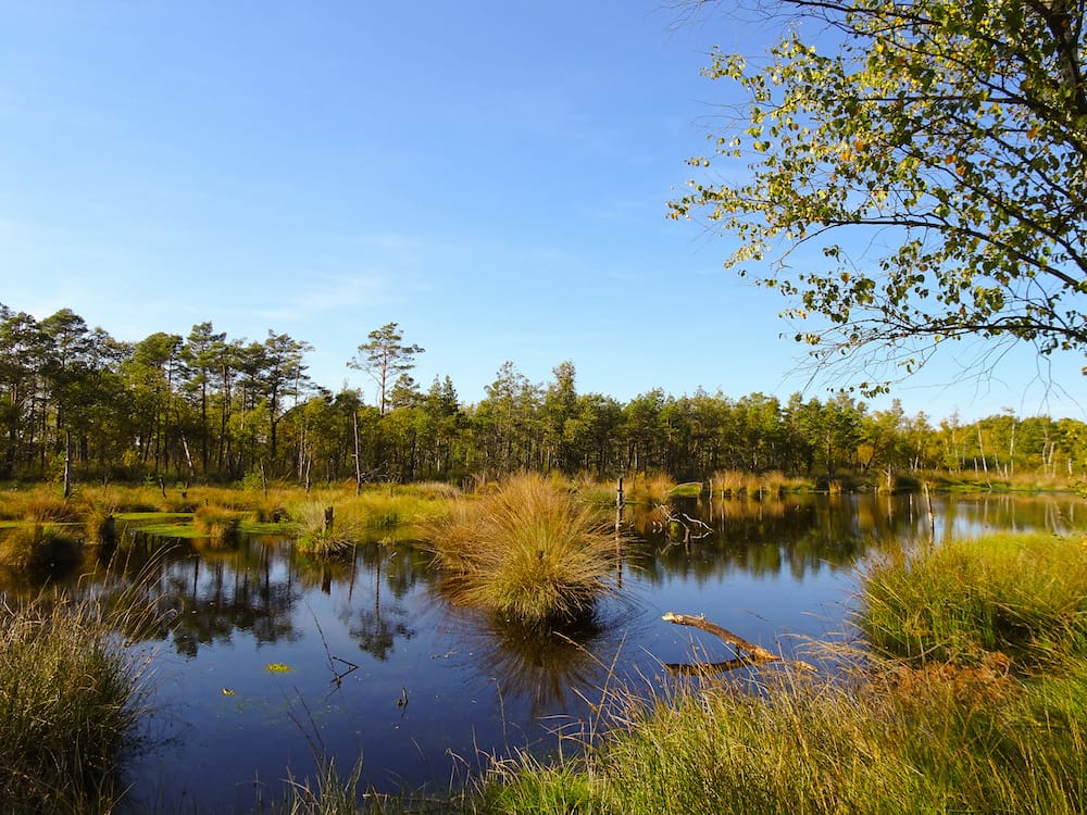 Das Pietzmoor ein kostenloses Ausflugsziel in Niedersachen mit Kindern