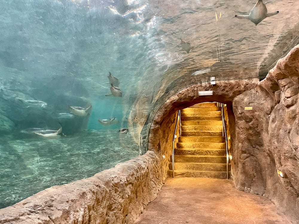 Ausflug in den Wuppertaler Zoo im Bergischen Land mit Kindern