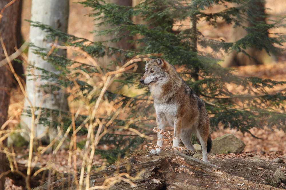 Ein Wolf beim Ausflug in Zoos und Tierparks im Saarland mit Kindern