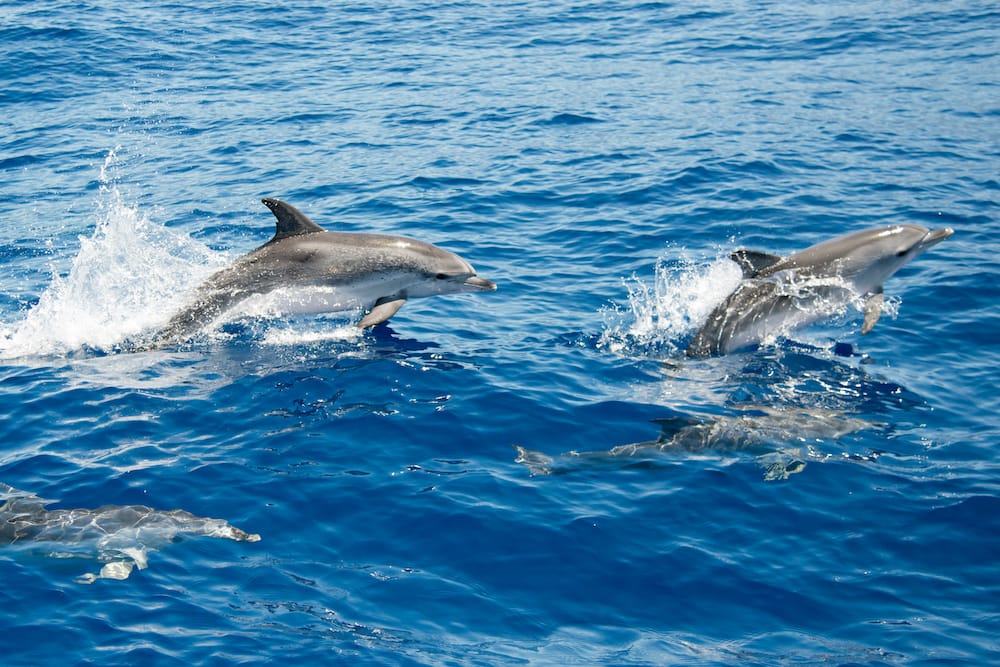 Delfine beobachten auf Gran Canaria mit Kindern